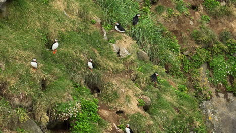 Puffins,-colorful-birds-standing-by-their-nests-on-the-sea-cliff,-aerial-view