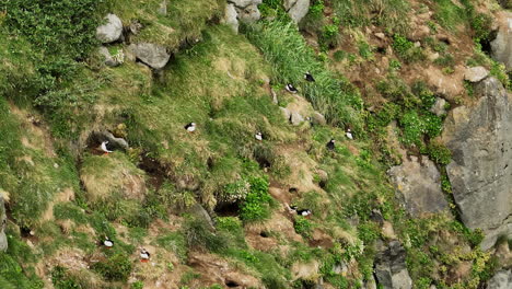 Puffin-colony-on-a-coastal-cliff-near-their-nests-in-the-soil,-aerial-shot