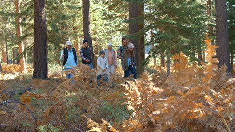 Shot-through-foliage-of-multi-generation-family-in-forest