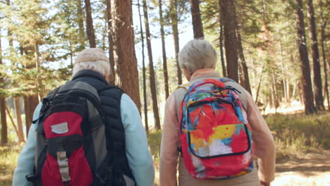 Handheld-back-view-of-senior-couple-walking-in-a-forest