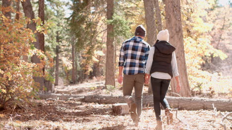 Adult-couple-hold-hands-walking-through-a-forest,-back-view