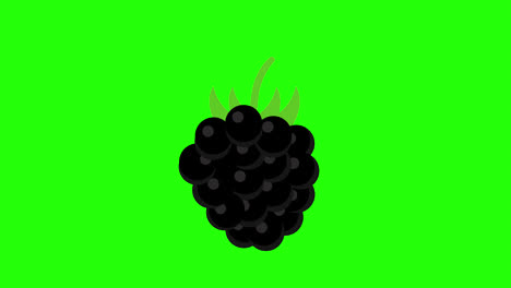A-black-grapes-with-green-leaves-concept-animation-with-alpha-channel