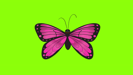 Ein-Rosa-Schmetterling-Mit-Schwarzen-Flügeln,-Symbolkonzept,-Schleifenanimationsvideo-Mit-Alphakanal