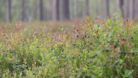 Wilde-Heidelbeeren-(Vaccinium-Myrtillus)-Im-Wald.