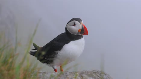 Atlantic-puffin-(Fratercula-arctica),-on-the-rock-on-the-island-of-Runde-(Norway).
