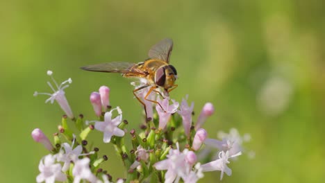 Hoverflies,-flower-flies-or-syrphid-flies,-insect-family-Syrphidae.They-disguise-themselves-as-dangerous-insects-wasps-and-bees.The-adults-of-many-species-feed-mainly-on-nectar-and-pollen-flowers.
