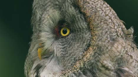 Great-grey-owl-(Strix-nebulosa)-close-up.