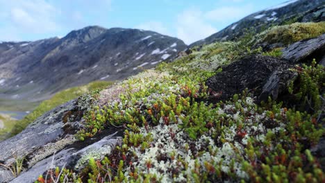 Arctic-Tundra.-Beautiful-Nature-Norway-natural-landscape.