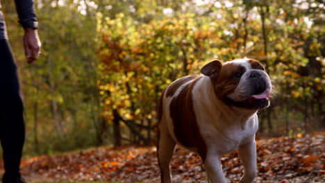 Man-Taking-British-Bulldog-For-Walk-Through-Autumn-Landscape