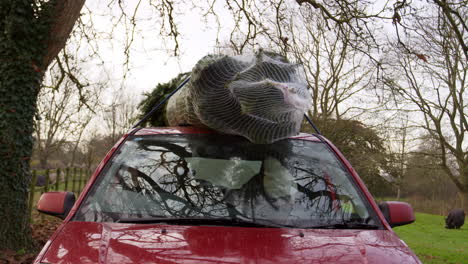 Couple-Unloading-Christmas-Tree-From-Roof-Of-Car