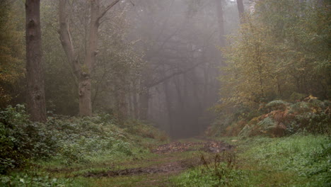 Weg-Durch-Herbstliche-Wälder-An-Einem-Nebligen-Morgen