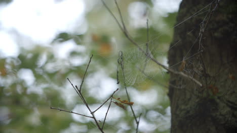 Mit-Tau-Bedecktes-Spinnennetz-Im-Herbstwald