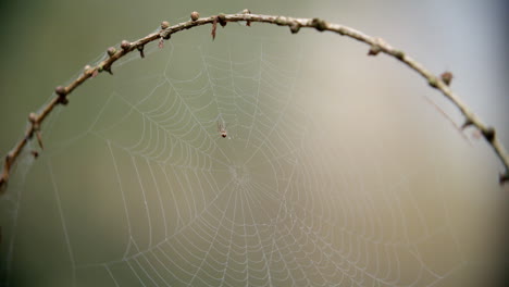 Spinne-Macht-Mit-Tau-Bedecktes-Netz-Im-Herbstwald