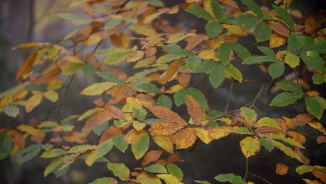 Slow-Motion-Sequence-Of-Leaves-On-Tree-In-Autumn-Woodland