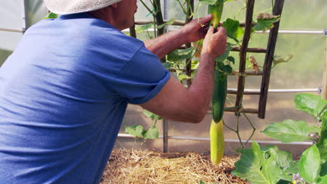 Senior-Man-Checking-Cucumbers-Growing-In-Allotment-Greenhouse