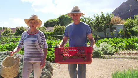Senior-Couple-Harvesting-Produce-From-Allotment-Together