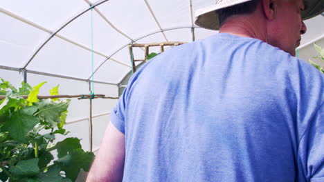 Senior-Man-Checking-Cucumbers-Growing-In-Allotment-Greenhouse
