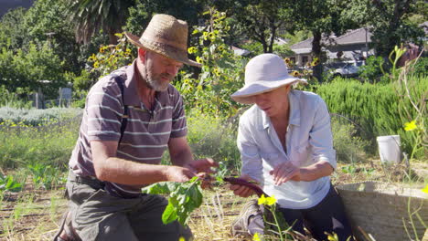 Senior-Couple-Harvesting-Beetroot-On-Community-Allotment
