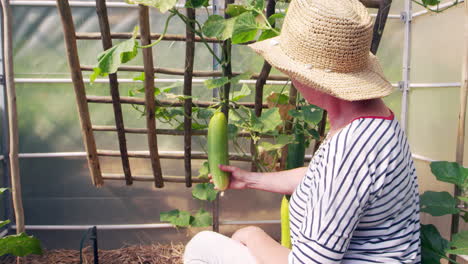 Mature-Woman-Checking-Cucumbers-Growing-In-Allotment-Greenhouse