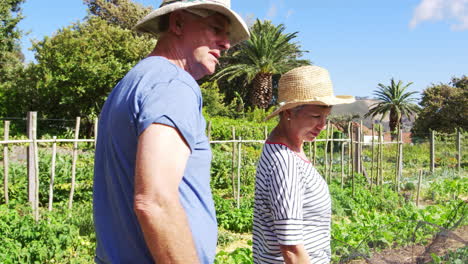Senior-Couple-Checking-Plants-Growing-On-Community-Allotment