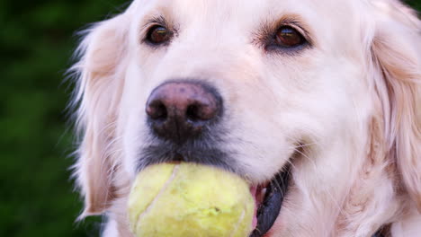 Labrador-Hund-Mit-Einem-Tennisball-Im-Maul,-Der-Darauf-Wartet,-Zu-Spielen