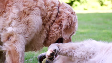 Zwei-Labradorhunde,-Die-Im-Sommer-Im-Garten-Spielen-Playing