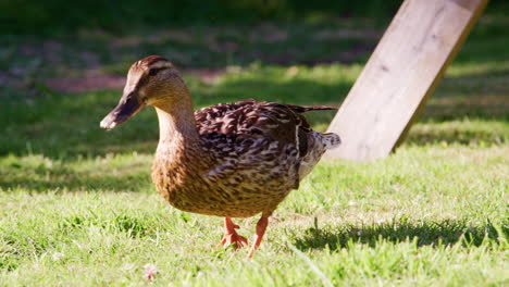 Nahaufnahme-Einer-Ente,-Die-Draußen-Gras-Frisst