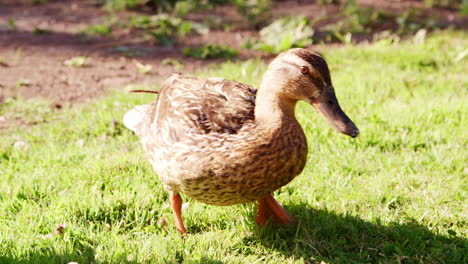 Nahaufnahme-Einer-Ente,-Die-Draußen-Gras-Frisst
