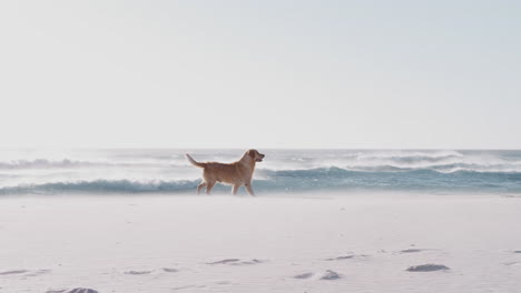 Pet-Golden-Retriever-Dog-Being-Exercised-Running-Along-Beach-By-Waves