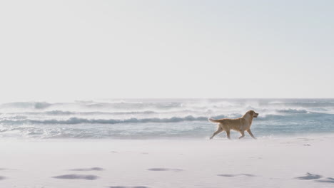Perro-Golden-Retriever-Mascota-Ejercitado-Corriendo-A-Lo-Largo-De-La-Playa-Por-Las-Olas