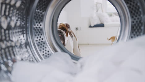 View-Looking-Out-From-Inside-Washing-Machine-To-Pet-English-Bulldog-And-Chihuahua-Looking-Through-Door