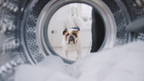 View-Looking-Out-From-Inside-Washing-Machine-To-Pet-English-Bulldog-Looking-Through-Door