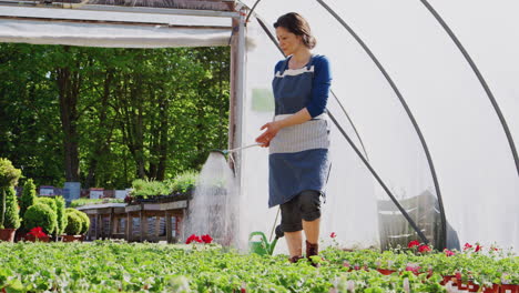 Mature-Woman-Working-In-Garden-Center-Watering-Plants-In-Greenhouse