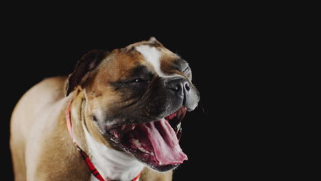 Studio-Portrait-Of-French-Bulldog-Puppy-Yawning-Against-Black-Background