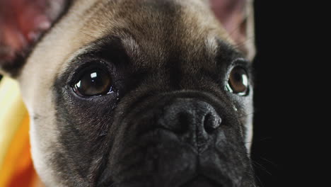 Close-Up-Studio-Portrait-Of-French-Bulldog-Puppy-Against-Black-Background