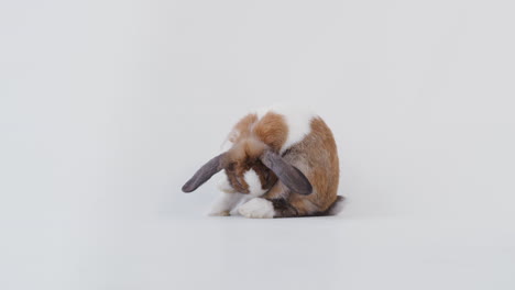 Studio-Portrait-Of-Miniature-Brown-And-White-Flop-Eared-Rabbit-Cleaning-Itself-On-White-Background