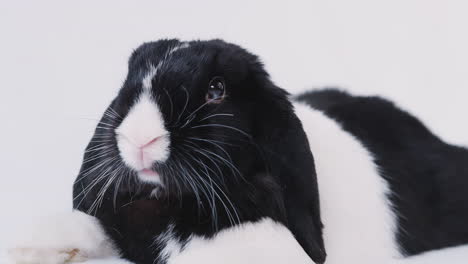 Studio-Portrait-Of-Miniature-Black-And-White-Flop-Eared-Rabbit-Lying-On-White-Background