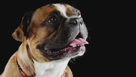Studio-Portrait-Of-French-Bulldog-Puppy-Yawning-Against-Black-Background
