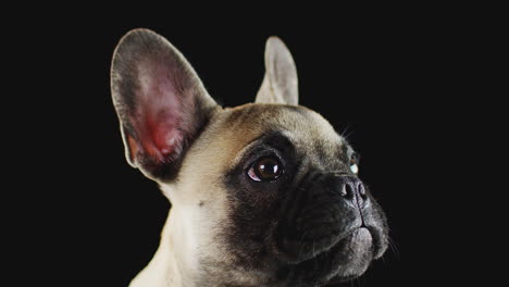 Studio-Shot-Of-French-Bulldog-Puppy-Licking-Lips-Against-Black-Background