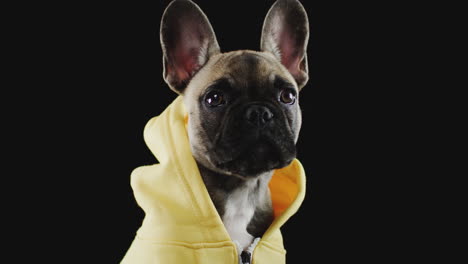 Studio-Portrait-Of-French-Bulldog-Puppy-Wearing-Hoodie-Against-Black-Background