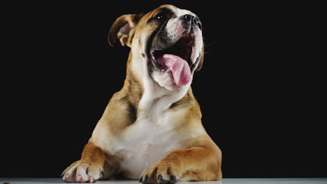 Studioporträt-Eines-Gähnenden-Bulldoggenwelpen-Vor-Schwarzem-Hintergrund