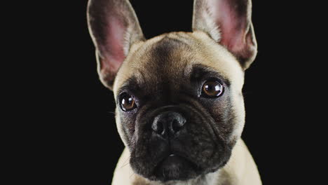 Studioporträt-Eines-Französischen-Bulldoggenwelpen-Vor-Schwarzem-Hintergrund