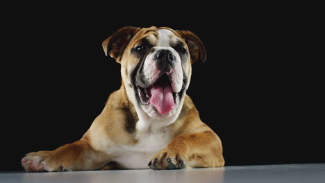 Studioporträt-Eines-Bulldoggenwelpen-Vor-Schwarzem-Hintergrund
