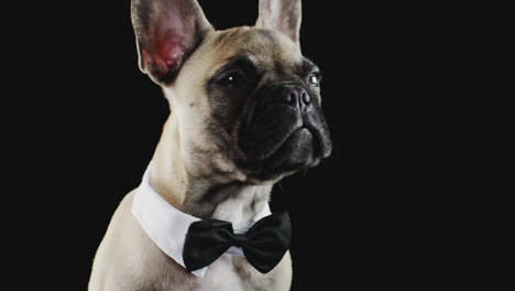 Studio-Portrait-Of-French-Bulldog-Puppy-Wearing-Bow-Tie-And-Collar-Against-Black-Background