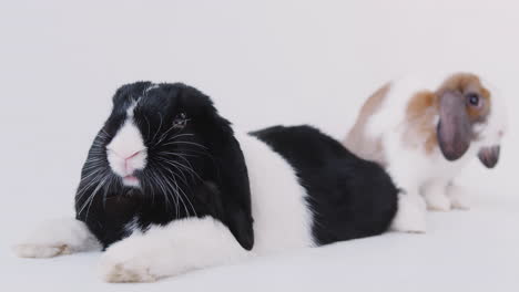 Studio-Portrait-Of-Two-Miniature-Black-And-White-Flop-Eared-Rabbits-On-White-Background
