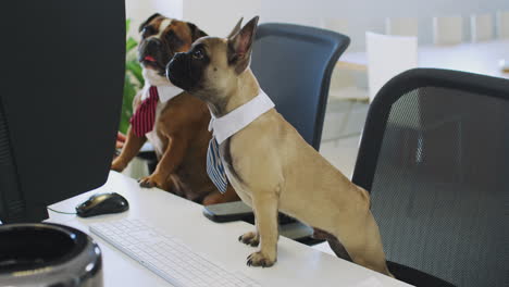 Französische-Bulldogge-Und-Bulldoggenwelpe-Verkleidet-Als-Geschäftsleute,-Die-Am-Schreibtisch-Sitzen-Und-Auf-Den-Computer-Schauen