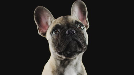 Studioporträt-Eines-Französischen-Bulldoggenwelpen-Vor-Schwarzem-Hintergrund