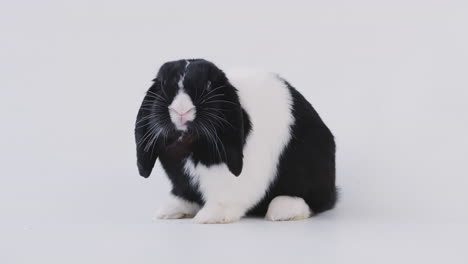 Studio-Portrait-Of-Miniature-Black-And-White-Flop-Eared-Rabbit-Feeding-On-White-Background
