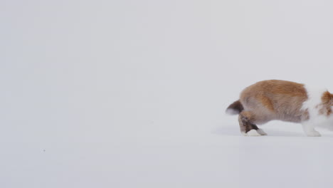 Studio-Portrait-Of-Miniature-Brown-And-White-Flop-Eared-Rabbit-Hopping-Across-White-Background