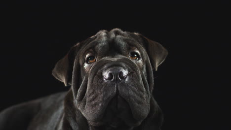 Studio-Portrait-Of-Sharpei-Puppy-Against-Black-Background